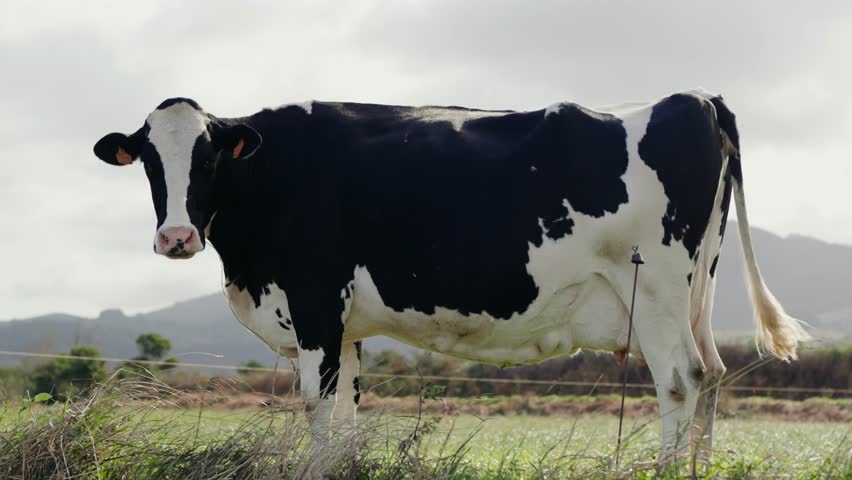 A Holstein dairy cow standing in a lush pasture with a mountainous backdrop on a cloudy day, showcasing rural life. Cows Grazing in a Peaceful Pasture with Scenic Mountain Background