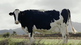 A Holstein dairy cow standing in a lush pasture with a mountainous backdrop on a cloudy day, showcasing rural life. Cows Grazing in a Peaceful Pasture with Scenic Mountain Background - Powered by Shutterstock - Get 15% off with code: PIKWIZARD15