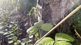 Spider Web in Forest Grass in Sunlight – Close-Up of Dewy Web Sparkling in Morning Rays of Sun Outdoors in Nature - Powered by Shutterstock - Get 15% off with code: PIKWIZARD15