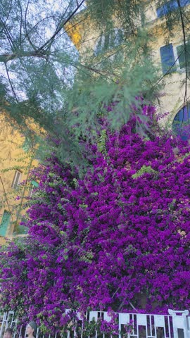 Bougainvillea violet flower plant on house building. Monterosso Italian village. Cinque Terre narrow street architecture, Liguria, Italy bright windows with shutters. Jacaranda bloom.
