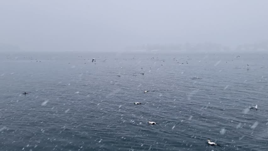 Eider Ducks and Gulls in a Snowstorm on a Norwegian Fjord