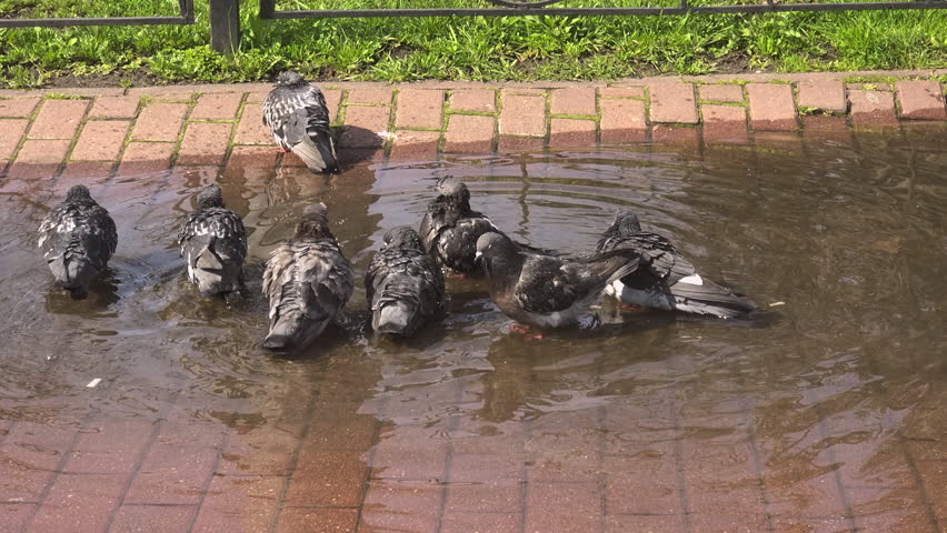 Urban pigeons bathing and splashing in small puddle, refreshing feathered bodies on sun warmed pavement within city park environment, demonstrating natural wildlife behavior
