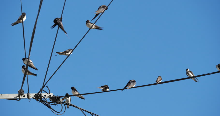 Barn swallows (Hirundo rustica).  Group of birds waiting for the migration. France