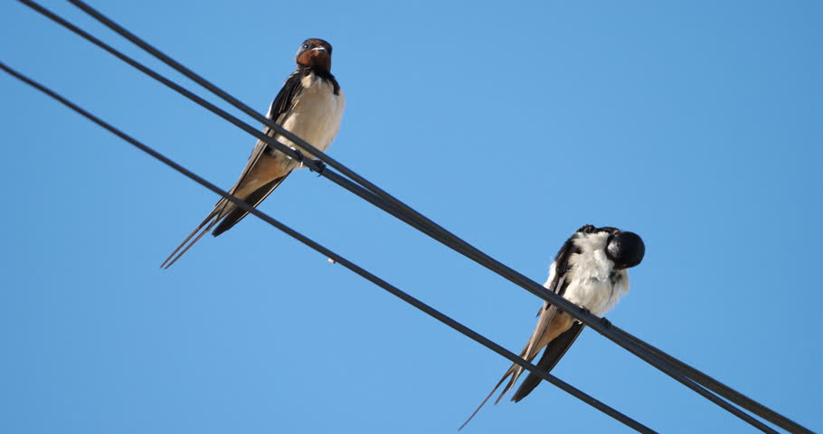 Barn swallows (Hirundo rustica).  Group of birds waiting for the migration. France