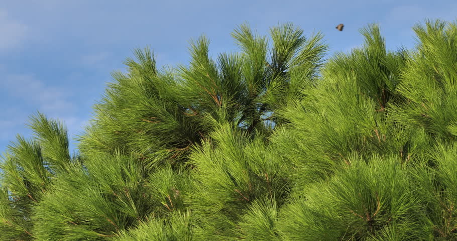 Pine tree waving in the wind with some House Sparrows perched on branches. Southern France