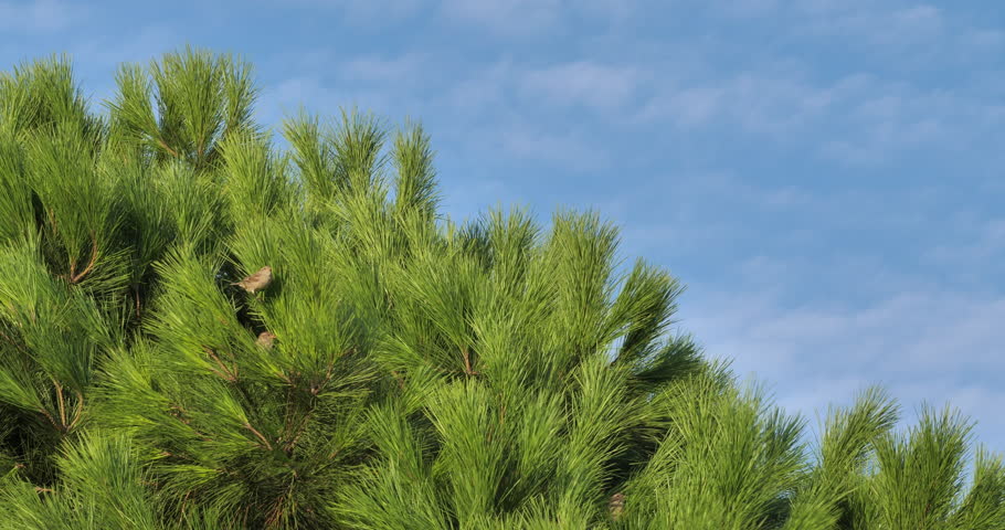 Pine tree waving in the wind with some House Sparrows perched on branches. Southern France