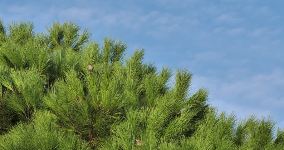 Pine tree waving in the wind with some House Sparrows perched on branches. Southern France
