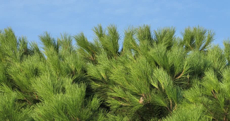 Pine tree waving in the wind with some House Sparrows perched on branches. Southern France