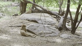 A skinny male lion with a full mane rests on the dirt in the foreground, while a female lion lounges on a flat rock in the background, surrounded by trees, rocks, and a small body of water.	
 - Powered by Shutterstock - Get 15% off with code: PIKWIZARD15