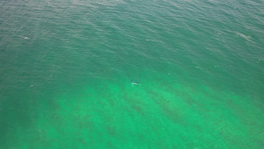 Above View Of Humpback Whale In The Deep Sea On Rainbow Bay Near Duranbah Beach In Gold Coast, Australia. Aerial Shot