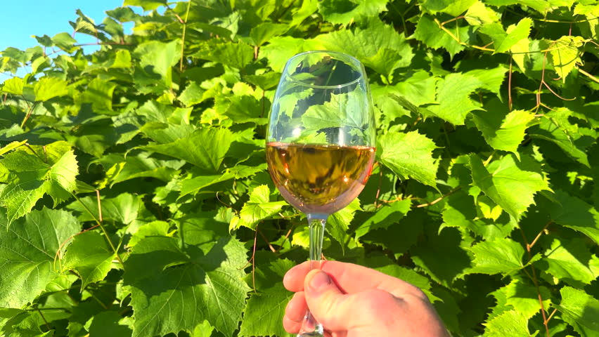 Glass of wine on Grape leaves background. Wineglass with rose wine on Green grape leaves vines in vineyard. Tasting rose wine in vineyards. Pink Wine glass on green growing grapes in vineyard on sky.