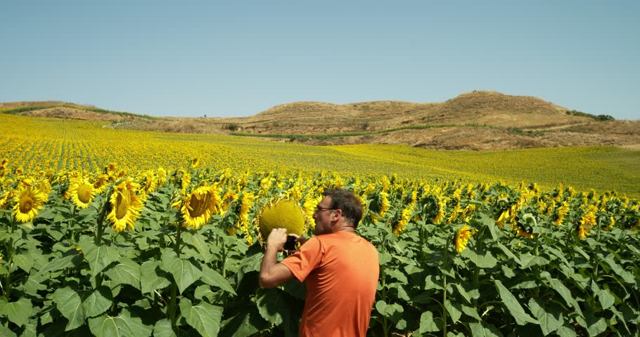 A farmer stands in a field of sunflowers, taking photos on his mobile phone. It is a summer