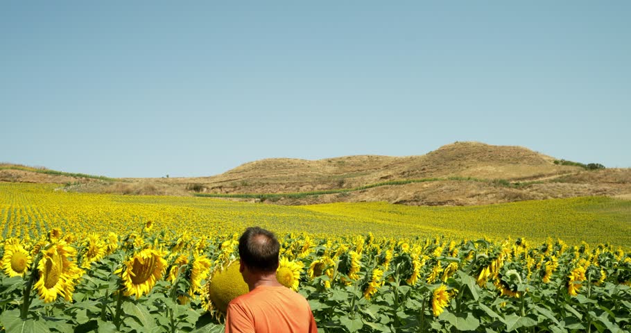 A farmer examines how the sunflowers in his field are doing on a summer