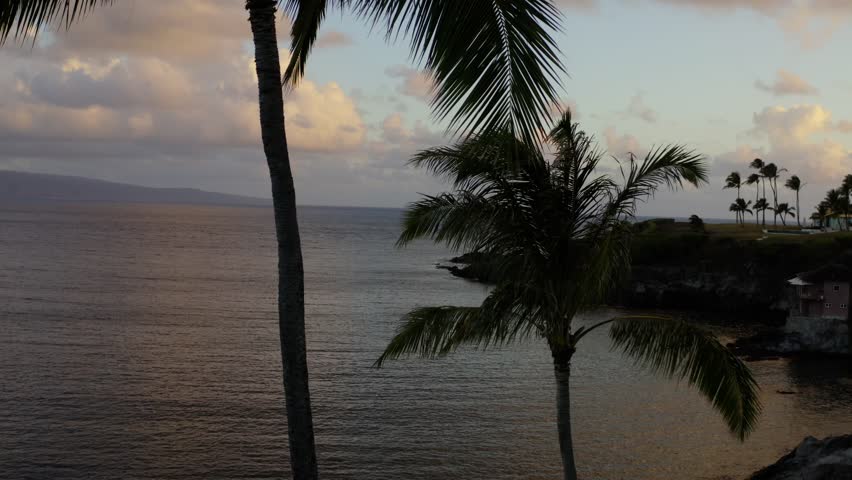 Boom up close on a palm tree with epic sunrise clouds and ocean in background 4k drone footage Maui, Hawaii