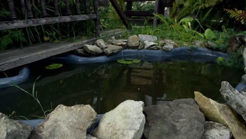 A dog, seeking relief from the scorching summer heat, ventures into a garden pond to dampen its coat and cool down.