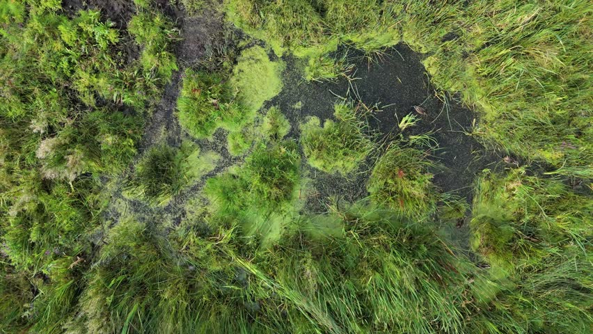 Aerial Drone View of Marshland Grass and Wetland Patterns