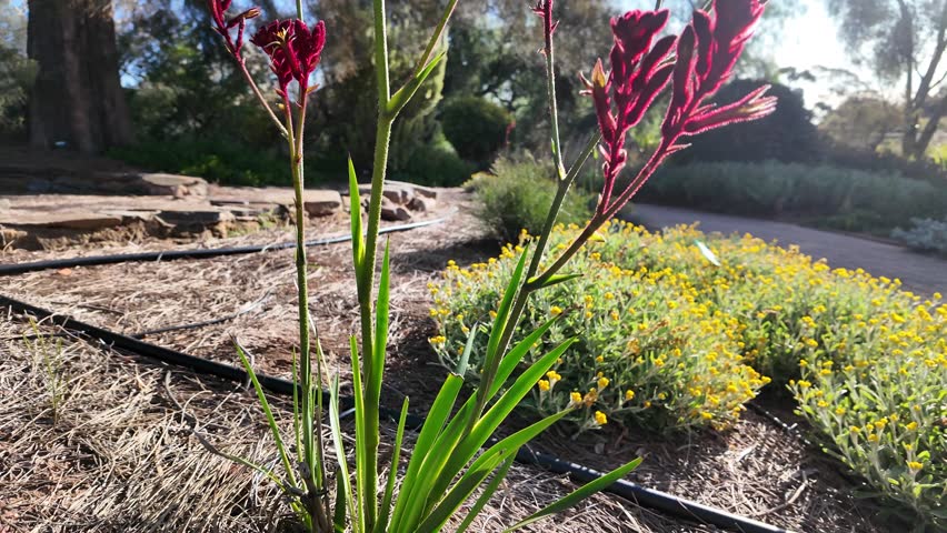 Kangaroo Paw in Waite Campus, The University of Adelaide, South Australia: 4K Video of Anigozanthos x Hybrid, Clump-Forming Evergreen Perennial with Unique Red and Green Flowers in Spring