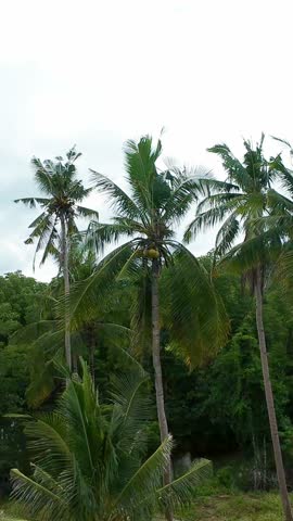 Vertical screen tropical coconut palms growing densely in lush forest in Palawan, Philippines