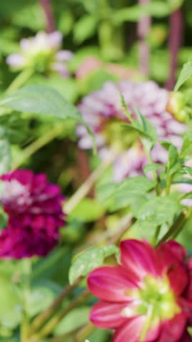Buff-tailed bumblebee collects nectar and pollen from vibrant Dahlia flower in bright sunlight