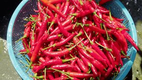 Wash peppers with water, raw food hot and spicy vegetable salad natural herb organic. - Powered by Shutterstock - Get 15% off with code: PIKWIZARD15