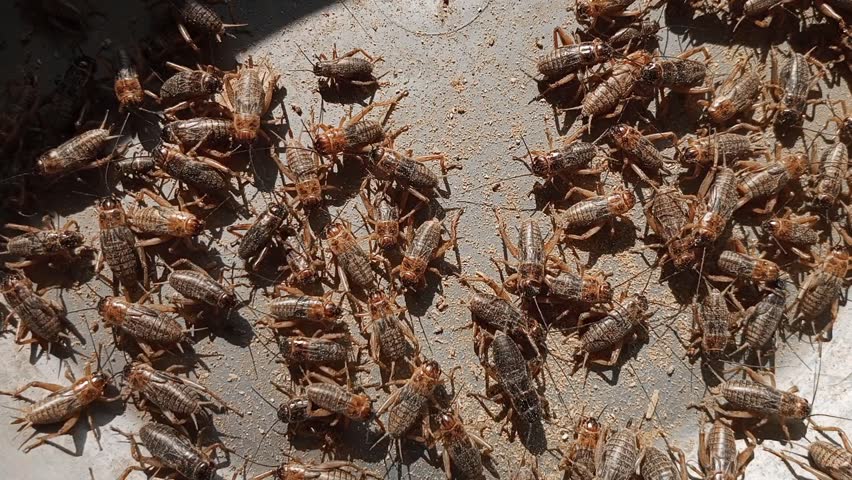 Close-up view of a colony of crickets (Gryllus bimaculatus) on dry substrate, commonly bred as feeder insects for reptiles, amphibians, birds, and exotic pets in insect farming
