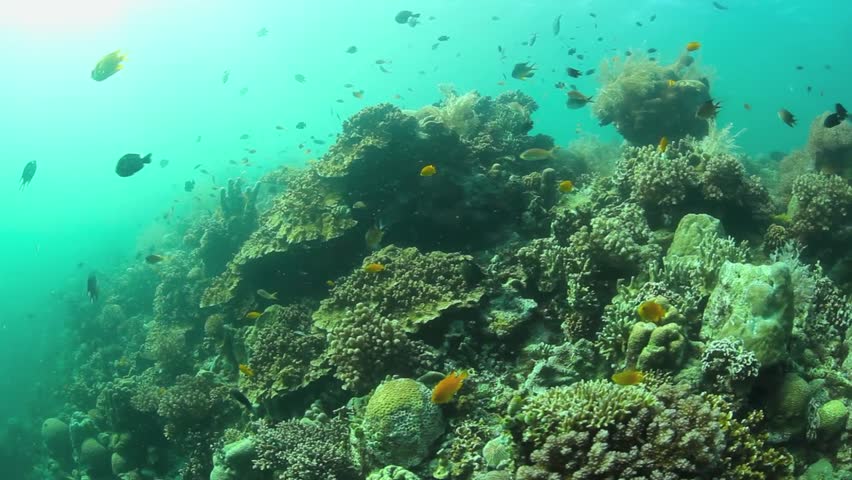 A horde of small reef fishes are found on a coral reef near Cabilao Island in