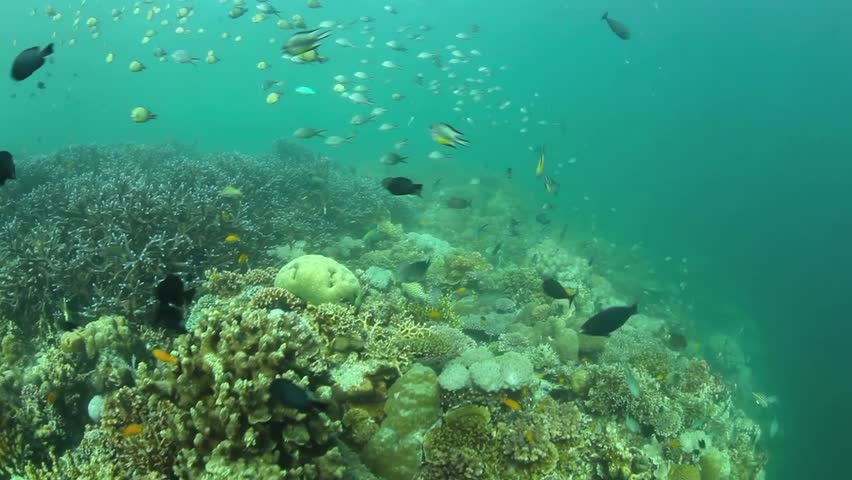 A horde of small reef fishes are found on a coral reef near Cabilao Island in