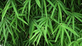 bamboo leaves gently swaying in the wind, fresh green bamboo leaf moving softly in the breeze, calm and peaceful natural atmosphere for relaxation, meditation, nature background and Asian culture - Powered by Shutterstock - Get 15% off with code: PIKWIZARD15