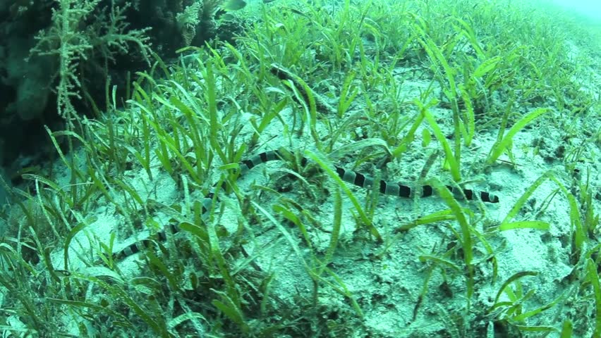 A Banded snake eel (Myrichthys colubrinus) slithers through seagrass near the