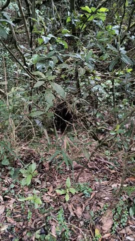 Slow camera movement through a dense native forest revealing a mysterious cave entrance in the distance. Natural ambient light filters through the trees, enhancing the wild, untouched atmosphere. A t