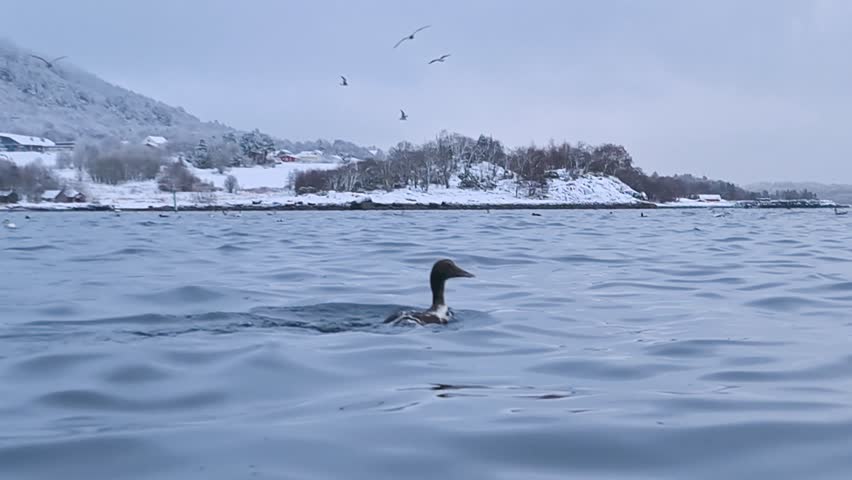 Eider Duck Taking Off from Icy Water in Winter, Scandinavian Fjord Landscape