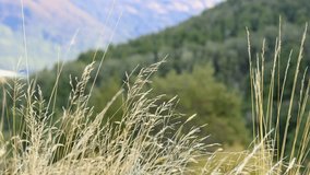 Golden grass sways in breeze, foregrounding lush green hillside under soft natural daylight, static camera - Powered by Shutterstock - Get 15% off with code: PIKWIZARD15