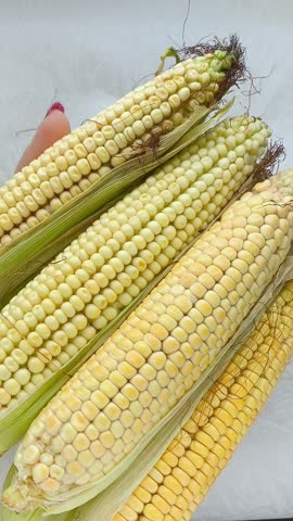 Yellow corn on the cob lies on the table in close-up. GMO products. Grain crops