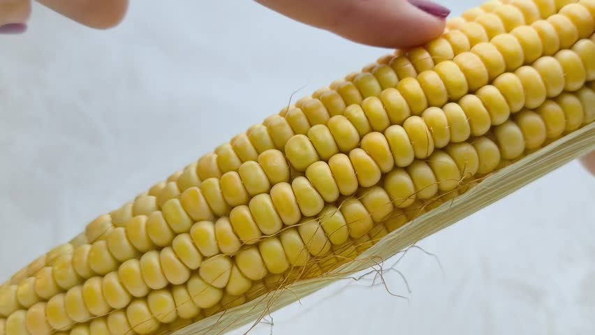 A woman touches yellow corn kernels on the cob with her finger in close-up. GMO products. Grain crops