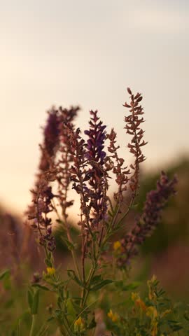 Wildflowers at sunset, Evening meadow with purple blossoms, Peaceful nature landscape, Summer field in golden hour, Tranquil sunset among grasses, Blooming plants in soft sunlight, Serene countryside