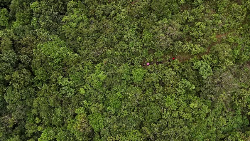 An aerial view shows group of adventurers or tourists hiking amidst the Western Ghats dense forest in spring season.wildlife concept.lush forest or jungle concept.adventure concept.tourism concept