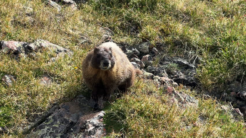 Close up Marmot animal looking around Rocky Mountains Colorado wildlife high elevation alpine tundra Notch Mountain Shelter Mount of the Holy Cross 14er peak wilderness sunny spring summer follow
