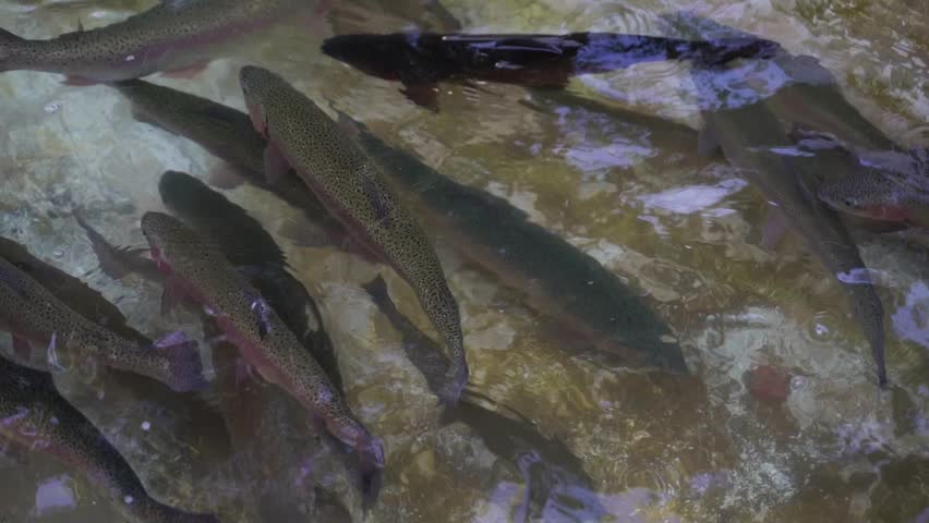 Trout Farming Aquaculture. Fish farming and market 