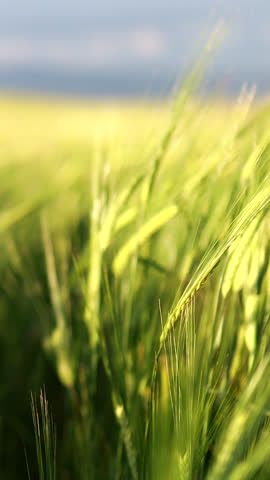 Exploring Agricultural Landscapes: A Panoramic View of Nature’s Bounty in Rural Environments