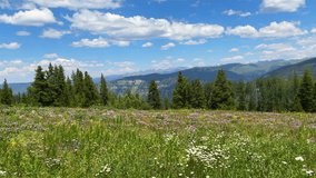 Mount Holy Cross Half Moon Pass Wilderness daisy yellow wildflowers aerial drone Colorado summer Vail Avon Minturn Redcliff Gore Range Rocky Mountains blue sky morning pine trees left motion - Powered by Shutterstock - Get 15% off with code: PIKWIZARD15