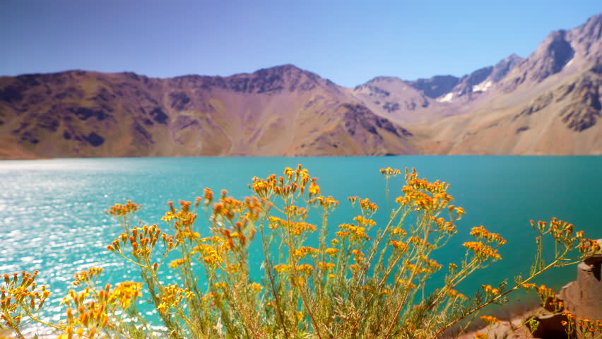 Embalse El Yeso in Cajón del Maipo, Chile, with golden wildflowers in the foreground and turquoise waters framed by the Andes mountains