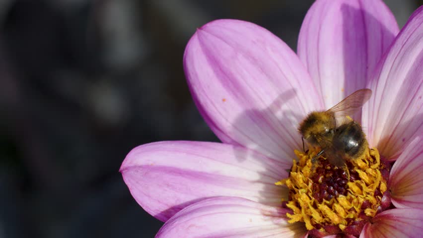 Bee collects pollen from pink dahlia flower, macro close-up, natural daylight, shallow depth