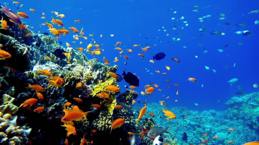Coral reef with tropical fish in warm clear ocean water, vibrant underwater world, marine life habitat, scuba diving paradise, aquatic ecosystem, colorful sea creatures, nature beauty.
