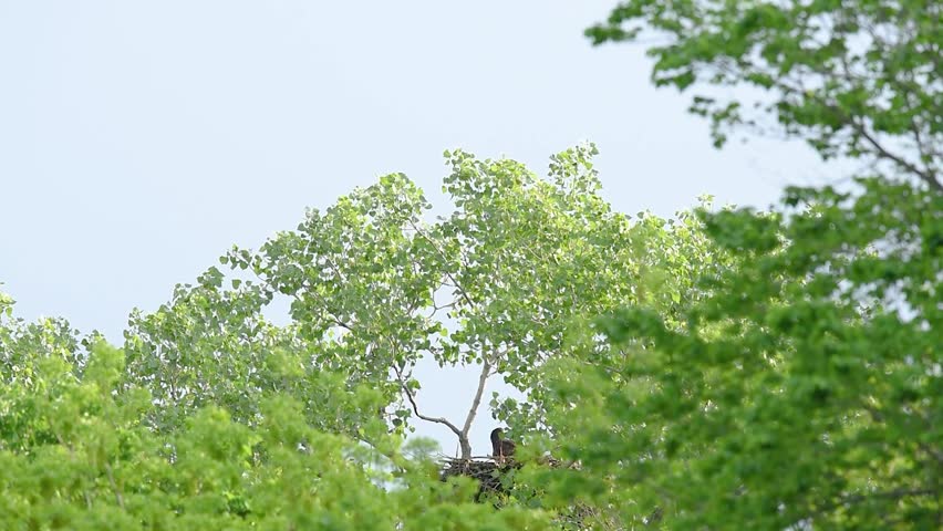 Bald Eagles with its babies