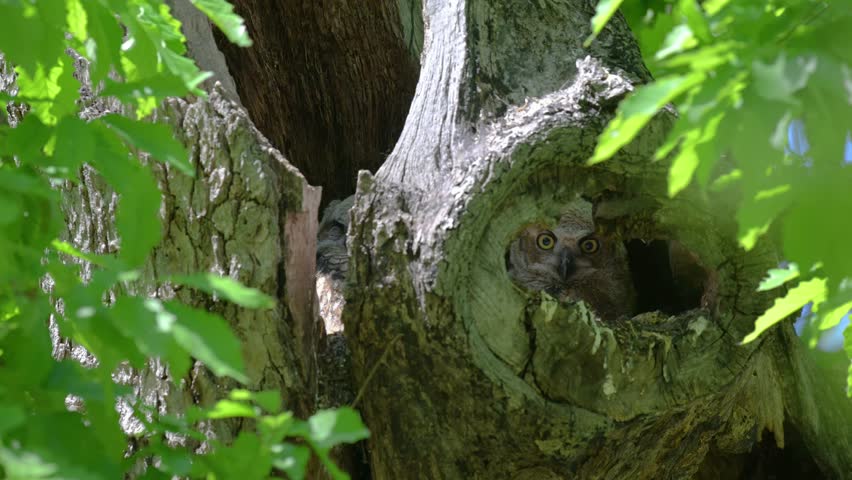 The Baby Great Horned Owl	