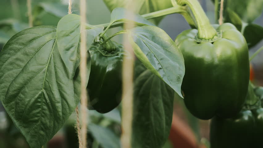Close-up of ripe green peppers growing in a greenhouse. Growing peppers in a modern greenhouse. Modern vegetable production. Modern greenhouse.