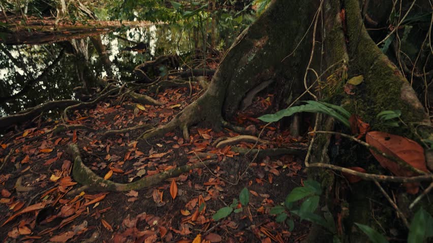 Blue Morpho Butterflies Flying in Tropical Jungle