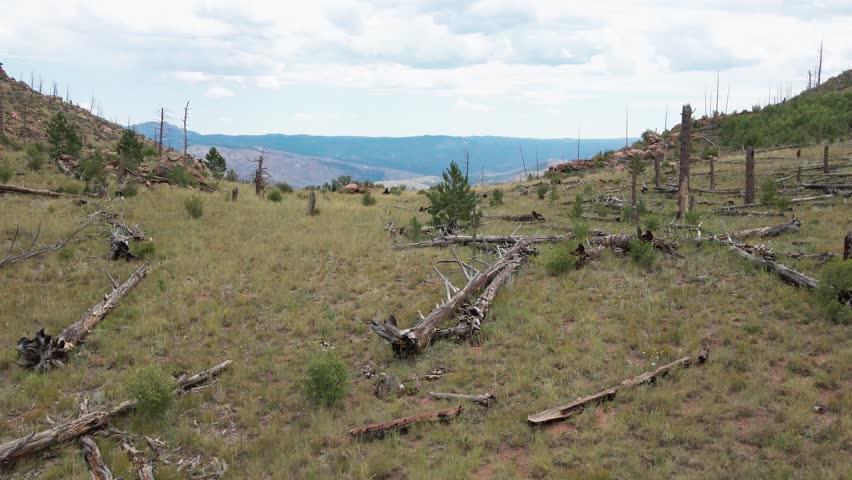 Aerial flight flying over a low ridge to reveal a large area of national forest that was previously burned in a forest fire and is starting to recover. Filmed in Colorado.