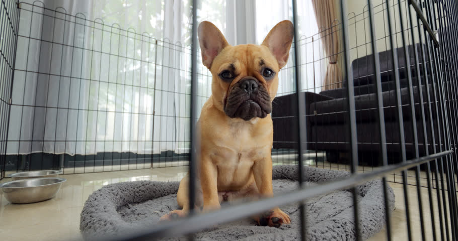 Alone in her pet enclosure, contemplative Frenchie puppy sits on bed, gazing through bars with portrait-like poignancy. Scene captures her confinement, her longing palpable as she waits in solitude.