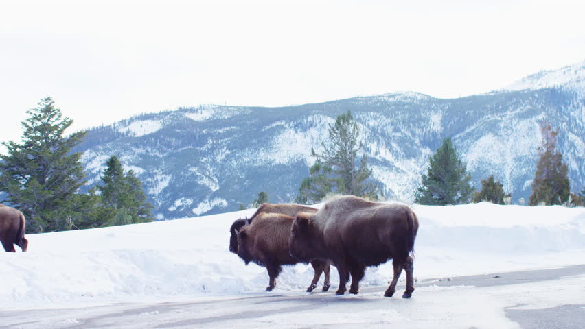 Three bisons crossing a road in winter at Yellowstone National park, Montana, US.